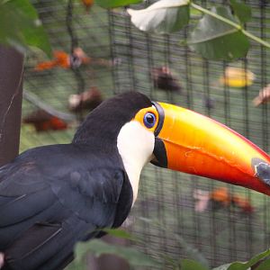 Toco Toucan