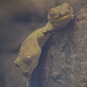 Bavay's Giant Geckos