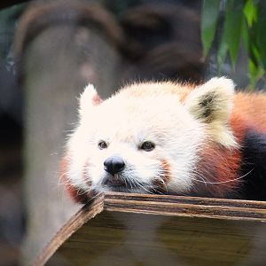 Himalayan Red Panda