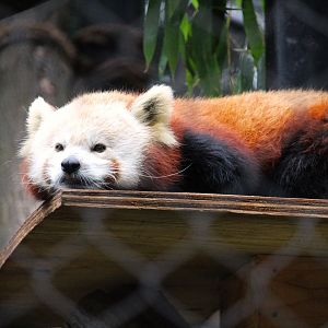 Himalayan Red Panda