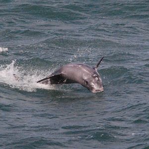 Risso's Dolphin at Point Lynas, Anglesey, 1st October 2022