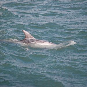 Risso's Dolphin at Point Lynas, Anglesey, 1st October 2022