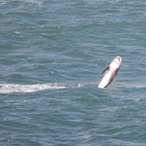 Risso's Dolphin at Point Lynas, Anglesey, 1st October 2022