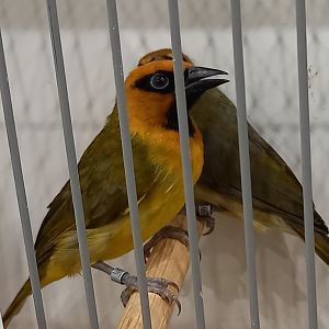 Black-necked weavers