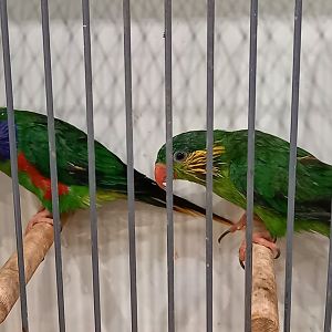 Red-flanked lorikeets - pair