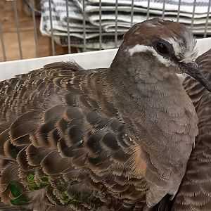 Common bronzewing - female
