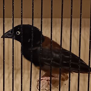 Vieillot's black weaver