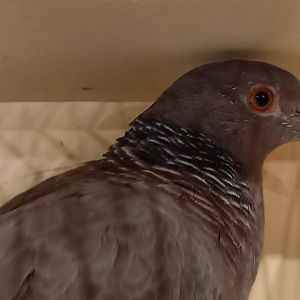 Picazoro pigeon