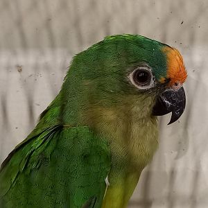 Peach-fronted conure