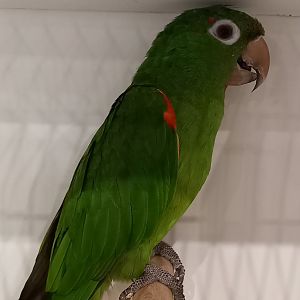 White-eyed conure
