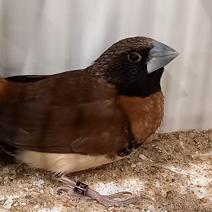 Chestnut-breasted mannikin