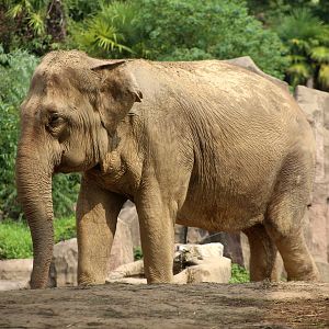 Asian Elephant