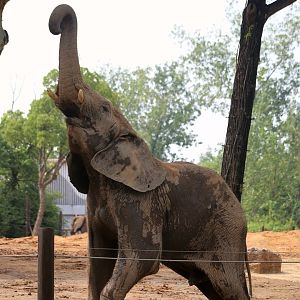 African Elephant Browsing