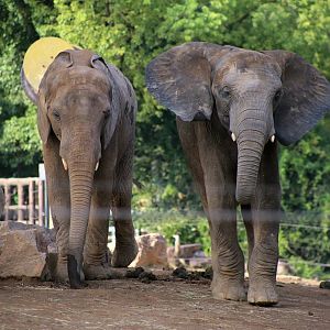 African Elephants