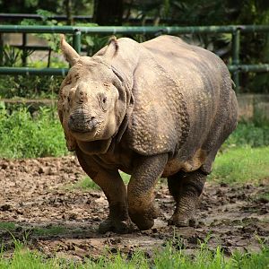 Mitini the Indian Rhinoceros