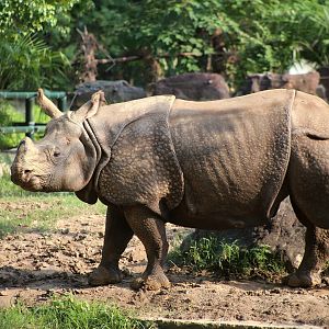 Mitini the Indian Rhinoceros