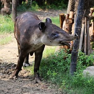 Baird's Tapir (Tapirus bairdii)