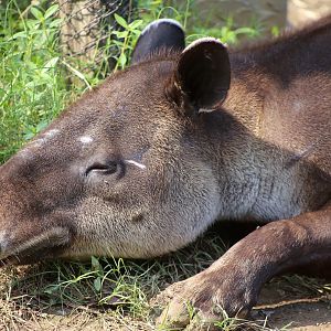 Baird's Tapir (Tapirus bairdii)