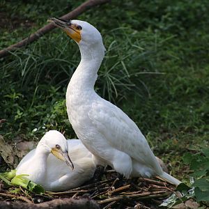 White Cormorant Pair Nesting