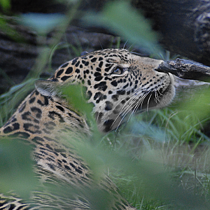 Jaguar - Berlin Zoo 2022