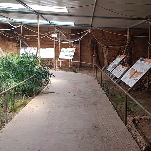 Rodrigues flying fox exhibit