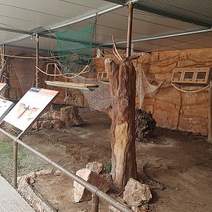 Rodrigues flying fox exhibit