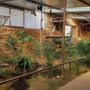 Rodrigues flying fox exhibit