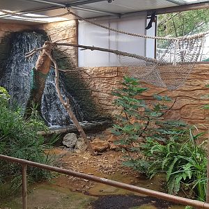 Rodrigues flying fox exhibit