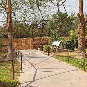 Rodrigues flying fox exhibit
