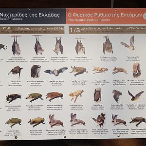 Rodrigues flying fox exhibit