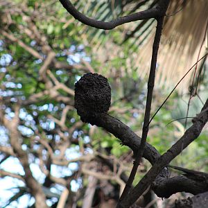Termite-nest