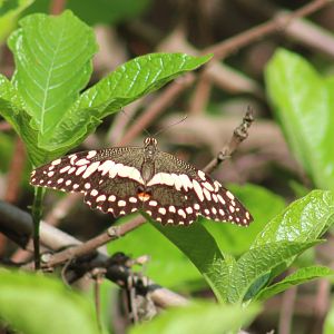 Citrus swallowtail - Papilio d. demodocus