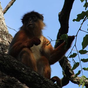 Western red colobus