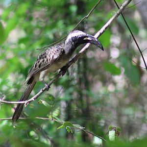 African grey hornbill