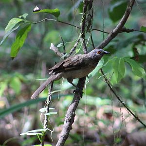 Brown babbler