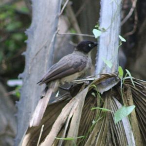 Blackcap babbler