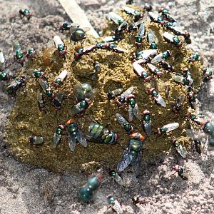 Monkey-dung with a lot of flies