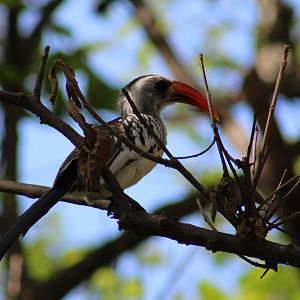 Western red-billed hornbill