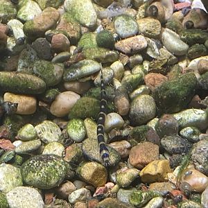 Unsigned Fish in Aquarium