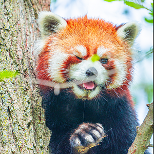 Adira the female Red Panda