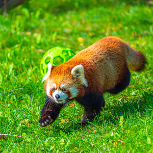 Adira the female Red Panda