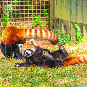 Adira the female Red Panda played with her father Suva