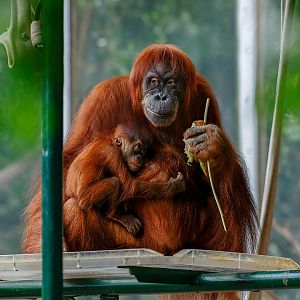 Wali and Sekali, Sumatran orangutan (Pongo abelii)