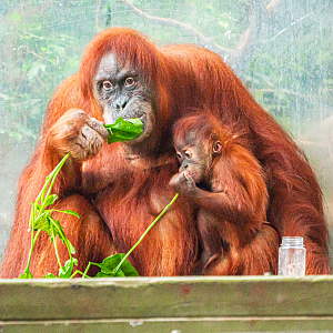 Sekali & Wali the Sumatran Orangutan mom and son