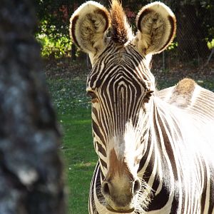 Grevy's Zebra, Banham Zoological Gardens