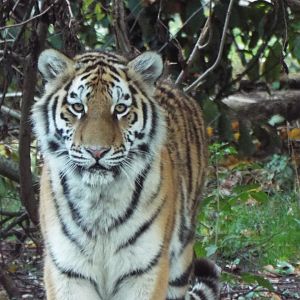 Amur Tiger, Banham Zoological Gardens