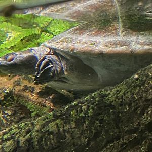 Turtle ID?