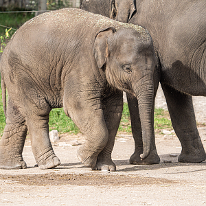 Asiatic Elephant Calf