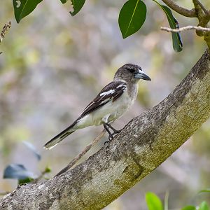 Juvenile Pied Butcherbird