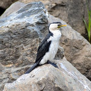 Little Pied Cormorant